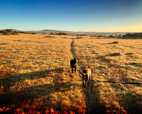 Autumn  Evenings on  Bodmin Moor