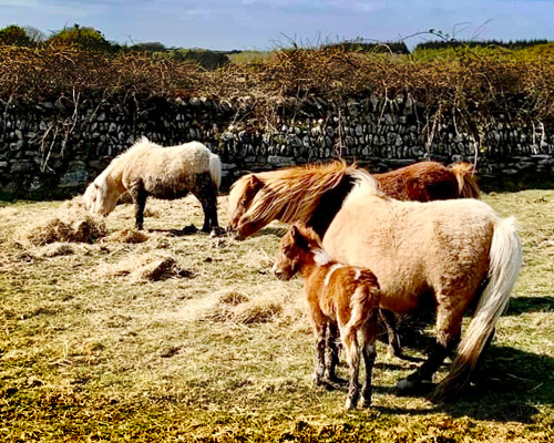 Ponies on Bodmin Moor