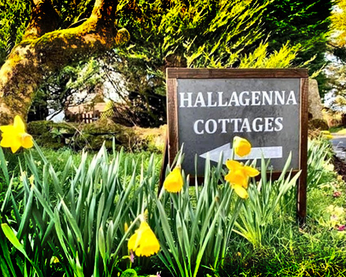 Spring on Bodmin Moor
