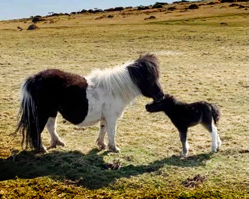 Ponies on Bodmin Moor