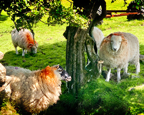 Summer on Bodmin Moor