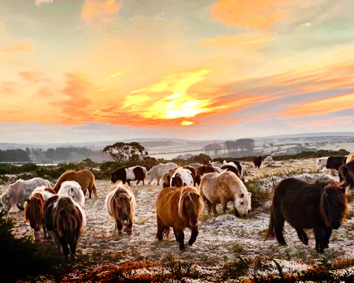 Ponies in Winter - on Bodmin Moor