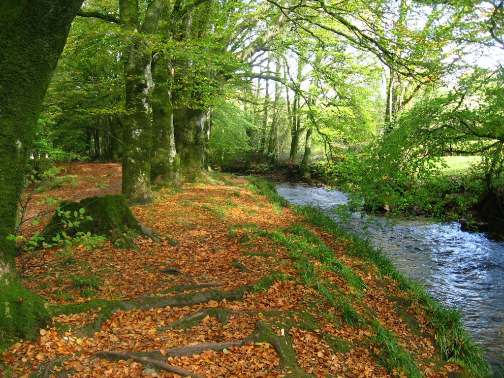 Golitha Falls