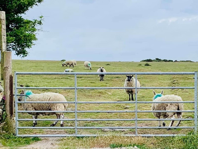 Our Gate onto the Moor Ladydown  Cottage Thumbnail