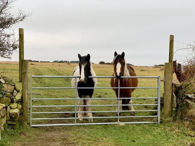 Our Gate onto the Moor Ladydown  Cottage Thumbnail