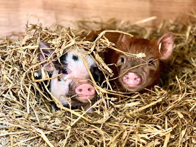 Piglets